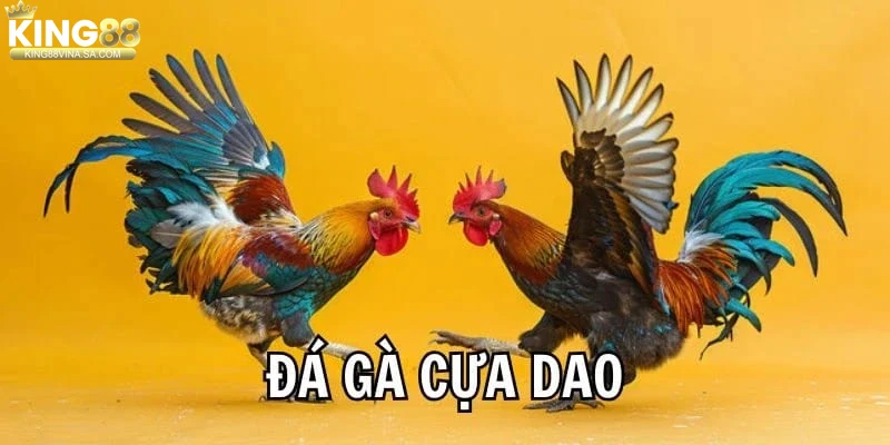 Khám Phá Đá Gà Cựa Dao - Trải Nghiệm Cá Cược Đỉnh Cao tại KING88 1 Đặc điểm nổi bật của đá gà cựa dao