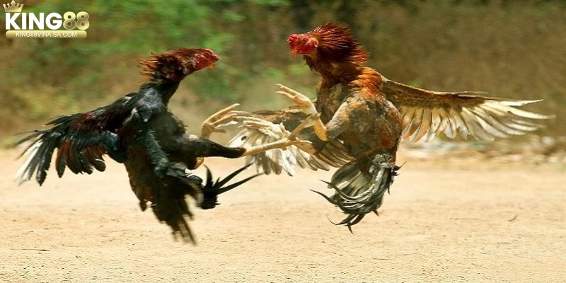 chien-thuat-da-va-lua-chon-ca-cuoc-voi-ga-da-hau-kieng Chiến thuật đá và lựa chọn cá cược với gà đá hầu kiềng